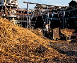 Ручная уборка тростника — процесс трудоемкий, поэтому практически все его этапы — от уборки до переработки — механизированы. Фото: AGE/EAST NEWS