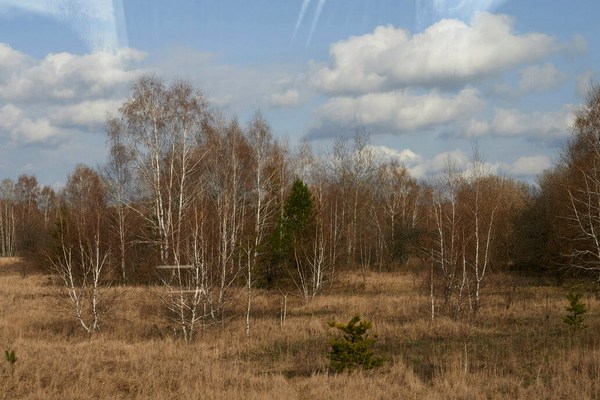 Рыжий лес — одно из самых загрязнённых мест в зоне отчуждения Фото Getty