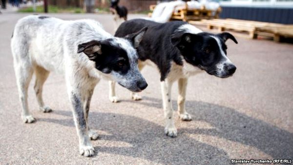 Собаки очікують з їдальні працівників ДСП «Чорнобильська АЕС», які зазвичай приносять їм гостинці