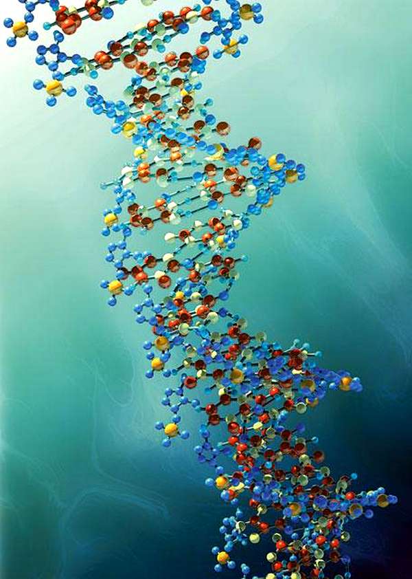 В работе с рекомбинантными ДНК у ученых, по словам Константина Скрябина, на первом месте стоит безопасность. Биологи годами экспериментально проверяют, насколько безвреден тот или иной модифицированный продукт Фото: Fotolia PhotoXPress.ru
