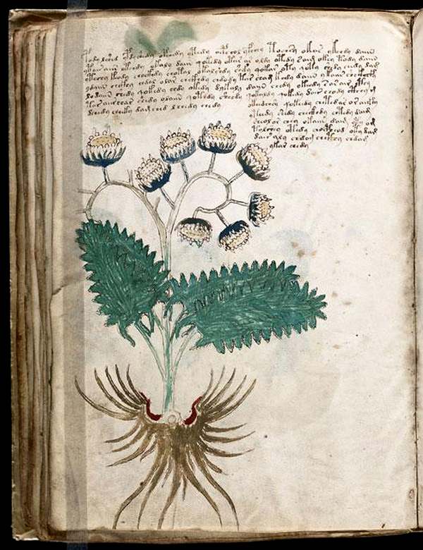 На страницах загадочного манускрипта даны рисунки неизвестных растений Фото: AKG EAST NEWS