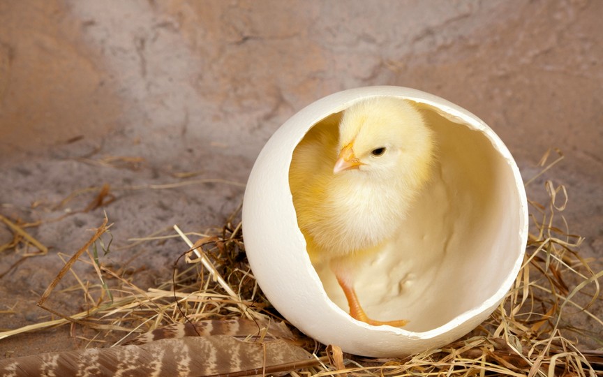 По словам ученых, результаты их исследования могут быть полезны как для понимания эволюции, так и для индустрии производства яиц
