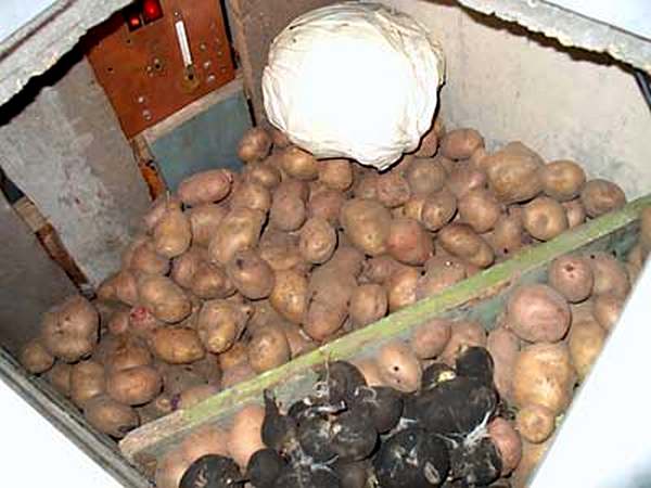 Традиционное хранение картошки на постсоветском пространстве