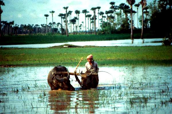 Камбоджа с давних времен была преимущественно аграрным государством. На этом и хотели построить свою экономику лидеры «красных кхмеров». Однако их амбициозные сельскохозяйственные планы оказались невыполнимыми. Фото (Creative Commons license): из архива International Rice Research Institute.