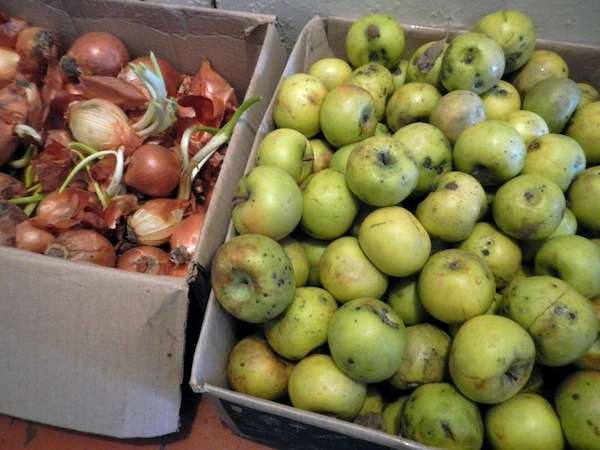 «Элитные» яблоки по 14 гривен и проросший лук