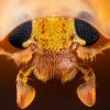 Глаза оранжевой божьей коровки (Halyzia sedecimguttata). Гейр Дрэндж, Норвегия. Увеличение: 10х 