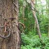 Детский велосипед стал обедом для дерева на острове Вашон, Вашингтон, США