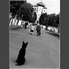 Черный пес сидящий на улице в Гатчине