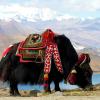 Як на фоне озера Ямдрок, Тибет. Фото Денис Джарвис