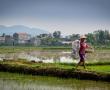 Фото:  Три раза в год вьетнамские фермеры пересаживают ростки риса с грядок 