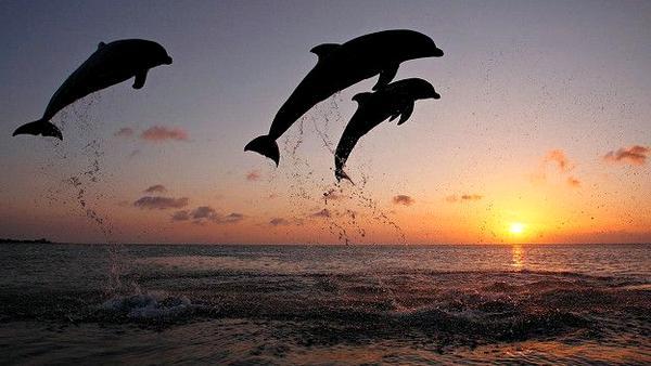 Фото Море Закат Дельфины