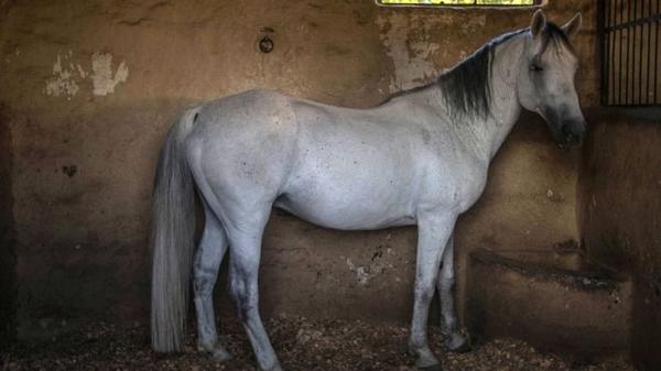 Фото:  Липицианские лошади считаются одной из лучших пород скакунов. Фото: MUJAH