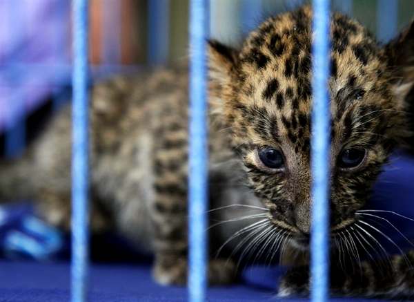 А этот 2-месячный детеныш леопарда - один из многих экзотических животных, которых контрабандист из Саудовской Аравии пытался провести в чемоданах через аэропорт Бангкока 13 мая. В багаже у араба был практически целый зоопарк!