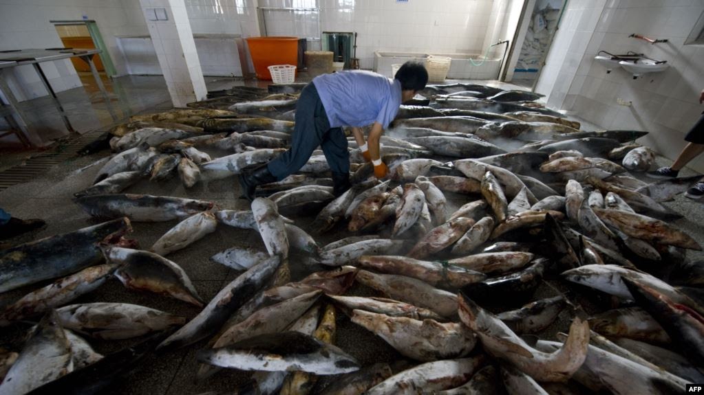 Фото:  Китайские рыбаки отрезают плавники у убитых акул