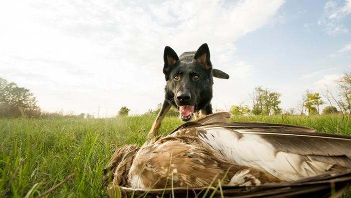 Фото:  Служебная собака Фалько нашла отравленную птицу