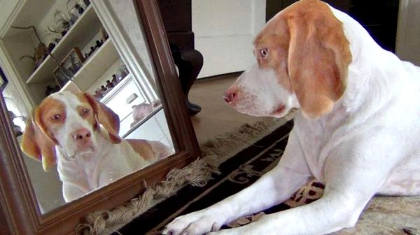 Фото:   Что животные и дети видят в зеркале?