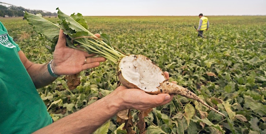 Фото: Getty Images | Урожайность сахарной свеклы упала на 7,8%