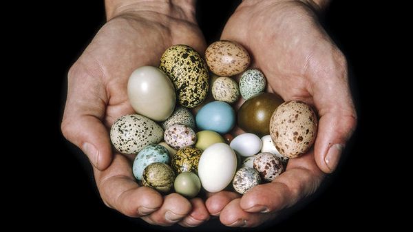 Пока разгадан только секрет формы яиц, на очереди – размер и расцветка Фото: Sci
