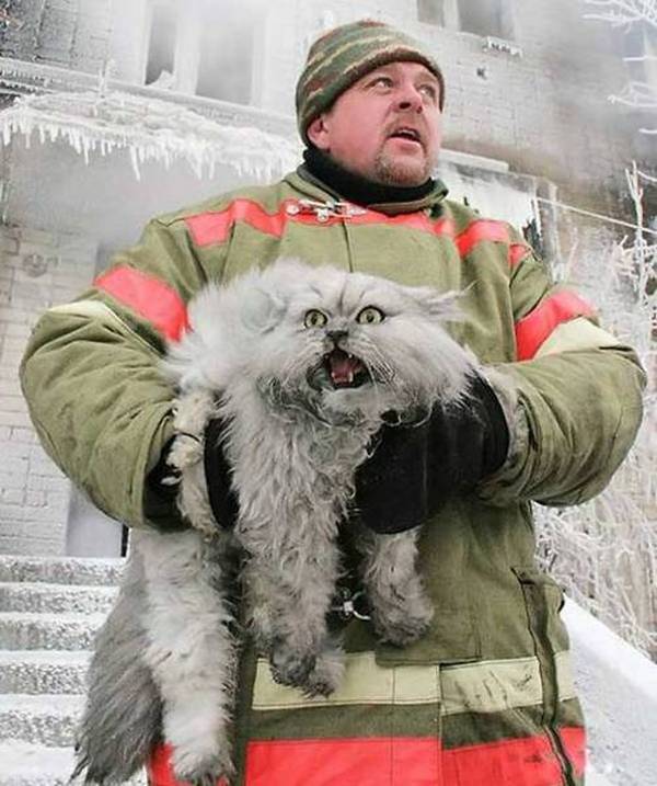 Фото дня - Российский пожарный спасает кошку