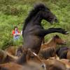 07.07.Облава на диких лошадей во время фестиваля на северо-западе Испании. Фото: AFP