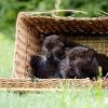 13.07. Две молодые черные пантеры-близнецы в зоопарке Берлина. Родились 26 апреля 2012 года. Фото: AP