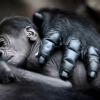 12.07. Материнская любовь, Ребенок гориллы, родившийся 10 июля 2012 года в зоопарке во Франкфурте , Германия. Фото: AFP