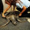 23 мая -  Всемирный день Черепах, морская черепаха прошла реабилитацию в Oceanworld Мэнлиблиз Сиднея. Фото: AFP