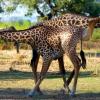 А как еще жирафам чесать шею? Фото © Caters news agency