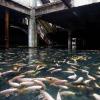 Затопленный торговый центр в Бангкоке стал новым пристанищем для рыбы