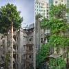Зелень осваивает новую территорию среди жилых массивов Гонконга.