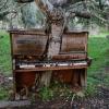  Дерево проросло сквозь старое пианино, Калифорния.