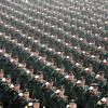 Тысячи солдат вооруженных сил полиции Цзянсу на церемонии присяги на защиту молодежи Наньцзинской Олимпиады 2014 г 