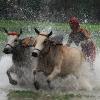 29.07.гонки на буйволах по рисовому полю в индийской деревне в 105 км к югу от Калькутты.Фото:AFP