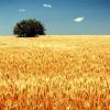 Сладкий запах спелой пшеницы в конце лета означает, фото: Олег Козловский