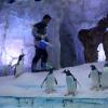 В никогда не видевшей снега стране нашлось место для полярных пингвинов