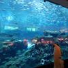 Громадный аквариум в одном из шоппинг-молов Дубаймоле