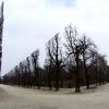 Деревья парке Шёнбрунн в Вене