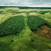 Леса — легкие планеты   Агентство: TBWA, Париж, Франция Пока еще не поздно