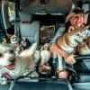 Джоханна Сигманн запечатлела на отмеченной специальным призом фотографии мастера по выгулу собак, который везет своих подопечных