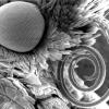 Изображение моли, вид головы сбоку. Ее глаз составляет около 800 микрон в ширину