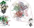 Фото дня Wang et al. / biorXiv, 2021