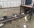 Фото:  Коты греют трубы, чтобы людям было тепло