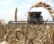 Фото:  С урожаем зерновых 2020 есть проблемы. Фото из открытых источников