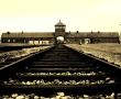 Фото:  Анастасия Гулей  Дорога в Освенцим