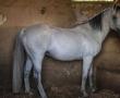 Фото:  Липицианские лошади считаются одной из лучших пород скакунов. Фото: MUJAH