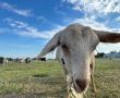 Фото:  “Лиманська коза”