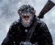 Фото:   «Война за планету обезьян» Мэтта Ривза