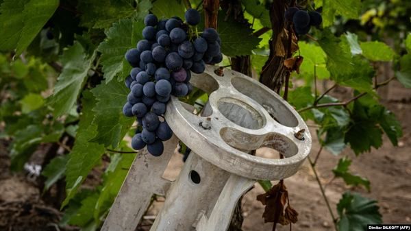 Фото:  Снаряди на українських виноградниках