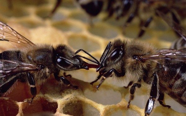 Фото:  Пчелы медоносные (Apis mellifera) в улье, Вюрцбург, Германия. Фото: Марк 