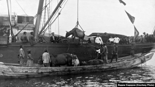 Фото:  Переселенцы из Малороссии грузят домашний скот на корабль. Начало ХХ века